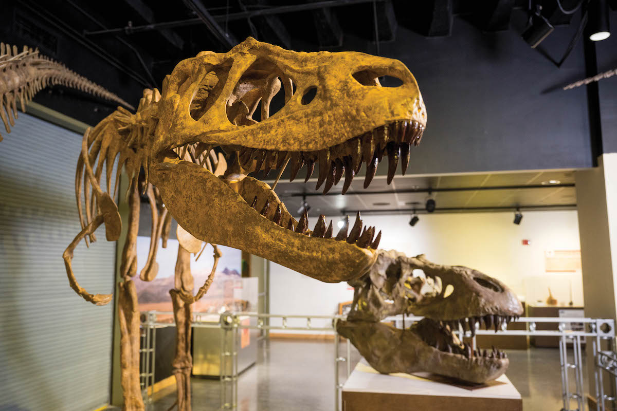 Two dinosaur fossil skull on display at the UL Lafayette Science Museum